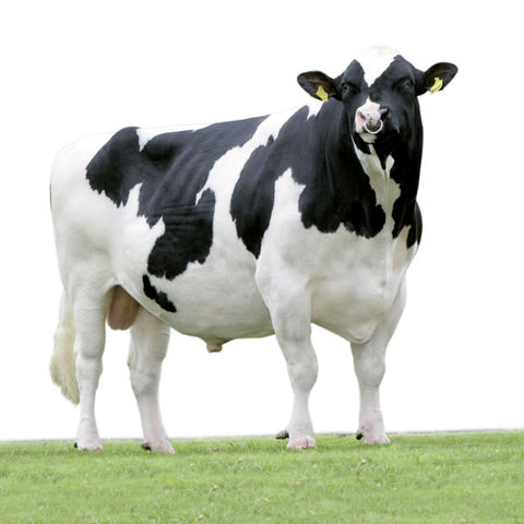 cow3.jpg